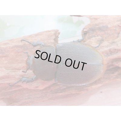 画像5: 新成虫☆ナポ産！D.H.リッキー♂120ミリ♀６4ミリペア販売！！