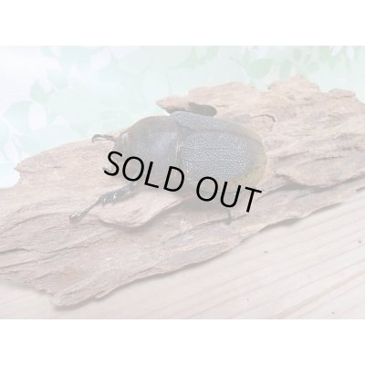 画像4: 新成虫☆ナポ産！D.H.リッキー♂120ミリ♀６4ミリペア販売！！