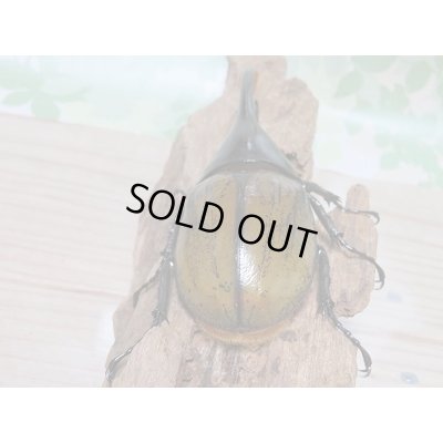 画像3: 新成虫☆ナポ産！D.H.リッキー♂120ミリ♀６4ミリペア販売！！