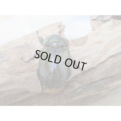 画像5: 新成虫☆ティティウスシロカブト♂48ミリ♀A´-42ミリペア販売!!