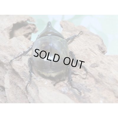 画像3: 新成虫☆ティティウスシロカブト♂48ミリ♀A´-42ミリペア販売!!