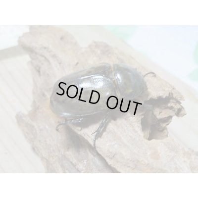 画像4: 新成虫☆ティティウスシロカブト♂48ミリ♀A´-42ミリペア販売!!