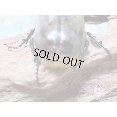 画像6: 新成虫☆ティティウスシロカブト♂48ミリ♀A´-42ミリペア販売!!