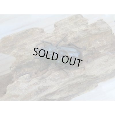画像6: 新成虫☆ボルネオ島・サバ産！！マンディブラリスフタマタクワガタペア販売！！