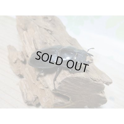 画像4: 新成虫☆川西産☆F3!!オオクワガタ♂80ミリ♀50ミリペア販売!!