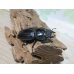 画像4: 新成虫☆川西産☆F3！！オオクワガタ♂80ミリ♀50ミリペア販売！！