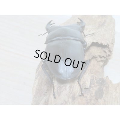 画像3: 新成虫☆川西産☆F3!!オオクワガタ♂80ミリ♀50ミリペア販売!!