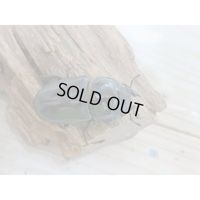 画像5: 新成虫☆川西産☆F3!!オオクワガタ♂80ミリ♀50ミリペア販売!!