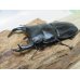 画像1: 新成虫☆川西産☆F3！！オオクワガタ♂80ミリ♀50ミリペア販売！！ (1)