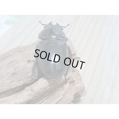 画像6: 新成虫☆川西産☆F3!!オオクワガタ♂80ミリ♀50ミリペア販売!!