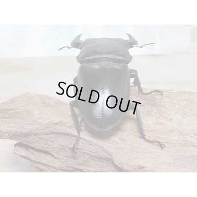 画像3: 新成虫☆台湾オオクワガタ♂74ミリ♀49ミリペア販売!!