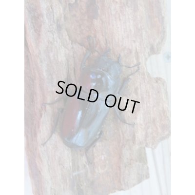 画像5: 新成虫☆台湾オオクワガタ♂69ミリ♀46ミリペア販売!!