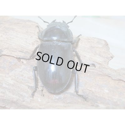画像6: 新成虫☆台湾オオクワガタ♂69ミリ♀46ミリペア販売!!