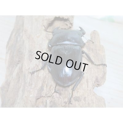 画像3: 新成虫☆台湾オオクワガタ♂69ミリ♀46ミリペア販売!!