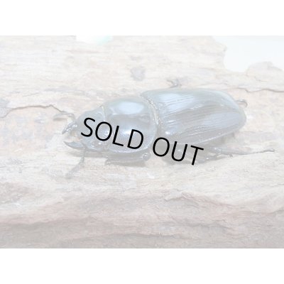 画像4: 新成虫☆台湾オオクワガタ♂69ミリ♀46ミリペア販売!!