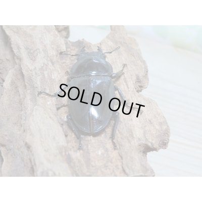 画像6: 新成虫☆台湾オオクワガタ♂74ミリ♀49ミリペア販売!!