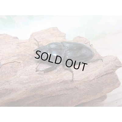 画像4: 新成虫☆台湾オオクワガタ♂74ミリ♀49ミリペア販売!!