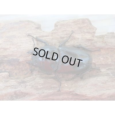 画像5: 新成虫☆台湾オオクワガタ♂74ミリ♀49ミリペア販売!!