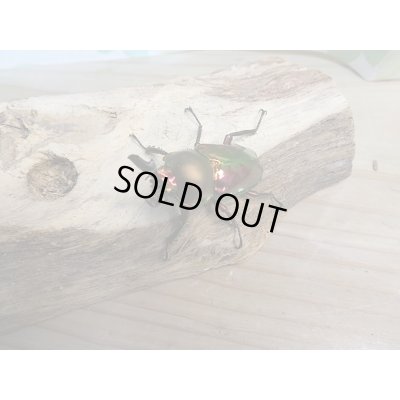 画像1: 新成虫！ ニジイロクワガタ☆レッド血統♂40ミリ♀フリーペア販売！！