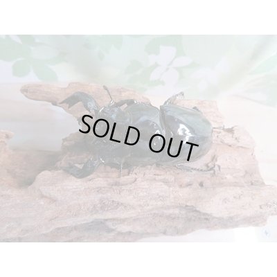 画像2: 新成虫☆タランドゥスオオツヤクワガタ♂76ミリ♀54ミリ（WB）ペア販売！！
