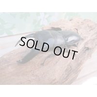新成虫！F1☆アチェ産☆スマトラオオヒラタクワガタペア販売！！