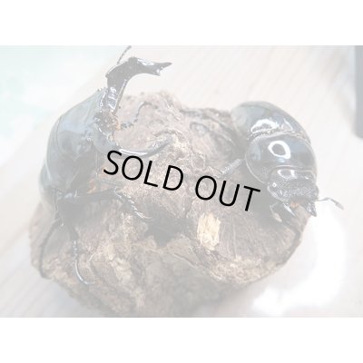 画像4: 新成虫☆タランドゥスオオツヤクワガタ♂66ミリ♀49ミリペア販売！！