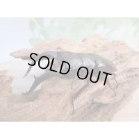 新成虫！F1☆メルキオリティスフタマタクワガタ♂74ミリ単品販売！！