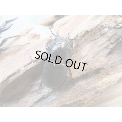 画像5: 新成虫☆F2!ミヤマヒラタクワガタ♂46〜47ミリ♀28〜29ミリペア＋クヌギ産卵木Mサイズ2本付き販売！！