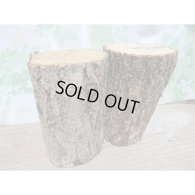 画像6: 新成虫☆F2!ミヤマヒラタクワガタ♂46〜47ミリ♀28〜29ミリペア＋クヌギ産卵木Mサイズ2本付き販売！！