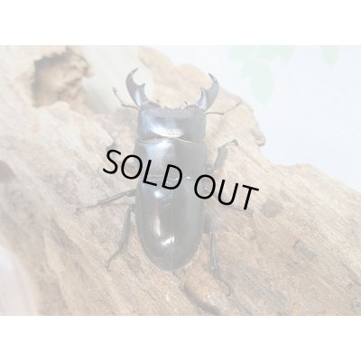 画像4: 新成虫☆F2!ミヤマヒラタクワガタ♂46〜47ミリ♀28〜29ミリペア＋クヌギ産卵木Mサイズ2本付き販売！！