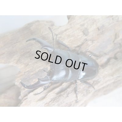 画像3: 新成虫☆F2!ミヤマヒラタクワガタ♂46〜47ミリ♀28〜29ミリペア＋クヌギ産卵木Mサイズ2本付き販売！！