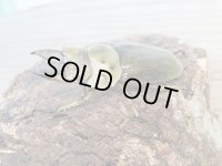 ☆美麗種☆新成虫！CBF4！！ババオウゴンオニクワガタ♂54ミリ♀41ミリペア販売！！　