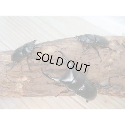 画像6: 新成虫!WF1☆ネパレンシスコクワ♂68ミリ♀48ミリ+46.5ミリトリオ限定1セット販売!!