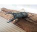 画像1: 新成虫☆シェンクリングオオクワガタ♂77ミリ♀40ミリペア販売！！ (1)