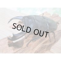 新成虫☆テイオウヒラタクワガタ♂98ミリ♀45ミリ別血統ペア販売！！
