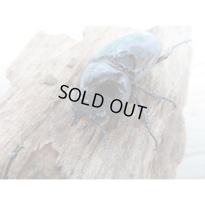 画像5: 新成虫☆レギウスオオツヤクワガタ(赤レギウスホワイトアイ)♂64ミリ♀45ミリペア+♀43ミリトリオ販売!!