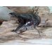 画像2: 新成虫☆レギウスオオツヤクワガタ（赤レギウスホワイトアイ）♂61ミリ♀42ミリペア＋♀42ミリトリオ販売！！ (2)
