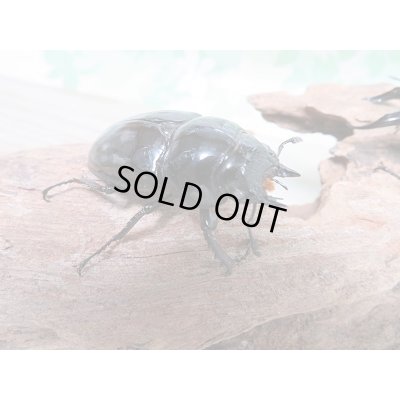 画像4: 新成虫☆レギウスオオツヤクワガタ(赤レギウスホワイトアイ)♂64ミリ♀45ミリペア+♀43ミリトリオ販売!!