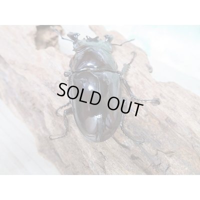 画像3: 新成虫☆レギウスオオツヤクワガタ(赤レギウスホワイトアイ)♂64ミリ♀45ミリペア+♀43ミリトリオ販売!!