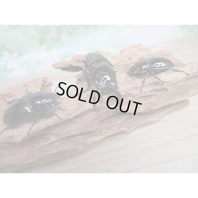 画像6: 新成虫☆レギウスオオツヤクワガタ(赤レギウスホワイトアイ)♂64ミリ♀45ミリペア+♀43ミリトリオ販売!!