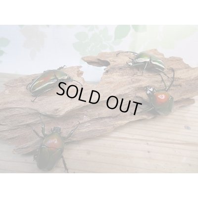 画像6: 新成虫!シロヘリオオツノカナブン♂♀フリーサイズペア+もう1ペアプレゼント販売!!