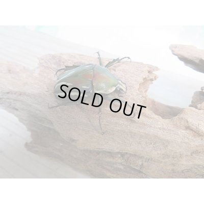 画像4: 新成虫!シロヘリオオツノカナブン♂♀フリーサイズペア+もう1ペアプレゼント販売!!