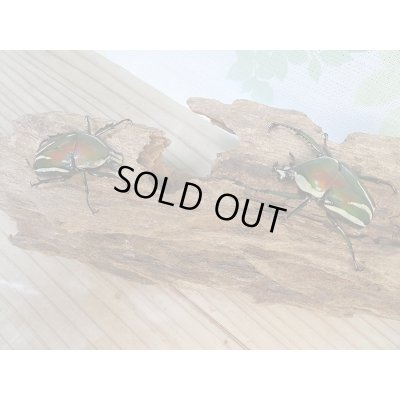 画像5: 新成虫!シロヘリオオツノカナブン♂♀フリーサイズペア+もう1ペアプレゼント販売!!