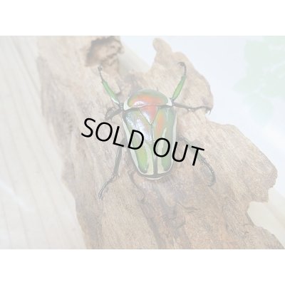 画像3: 新成虫!シロヘリオオツノカナブン♂♀フリーサイズペア+もう1ペアプレゼント販売!!