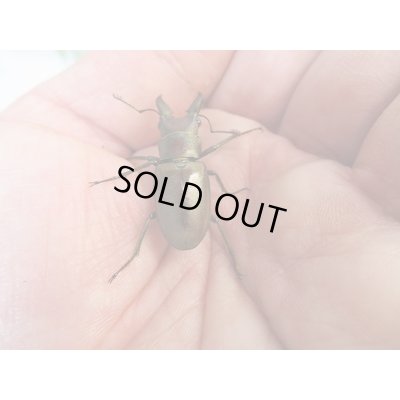 画像3: 新成虫☆チュウホソアカクワガタ☆♂30ミリ♀フリーサイズペア販売！！