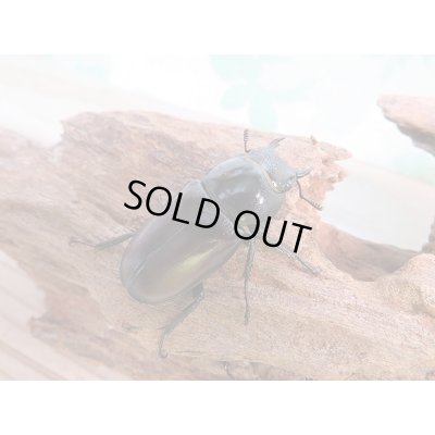 画像4: 新成虫☆大型☆F3！ダビソンフタマタクワガタ♂78ミリ♀41ミリ＋♀40ミリトリオ販売！！