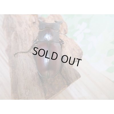 画像3: 新成虫☆大型☆F3！ダビソンフタマタクワガタ♂78ミリ♀41ミリ＋♀40ミリトリオ販売！！