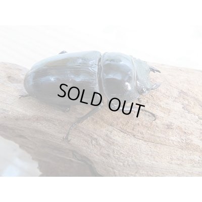 画像4: 新成虫☆F2☆グランディスオオクワガタ（ラオスグランディス）♂70ミリ♀48ミリペア＋♀47ミリトリオ販売！！