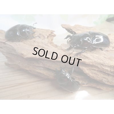 画像8: 新成虫☆(ホワイトアイ系)タランドゥスオオツヤクワガタ♂60ミリ♀47ミリ+♀48ミリトリオ販売!!