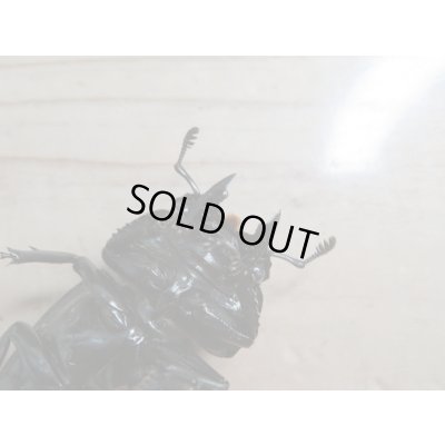 画像5: 新成虫☆(ホワイトアイ系)タランドゥスオオツヤクワガタ♂60ミリ♀47ミリ+♀48ミリトリオ販売!!